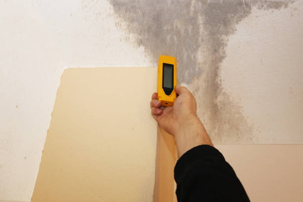 Best Water Damage & Mold Remediation  in Bay City, MI