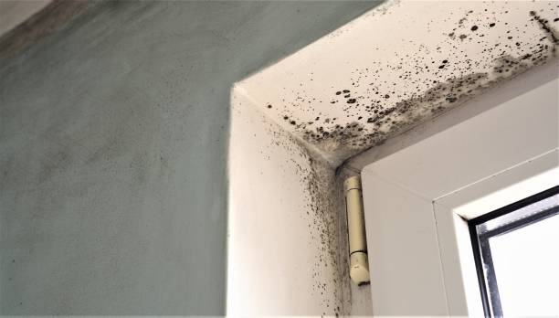 Best HVAC Mold Inspection and Cleaning  in Bay City, MI