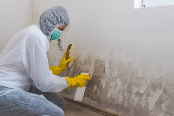 Best Air Quality Testing for Mold Spores  in Bay City, MI