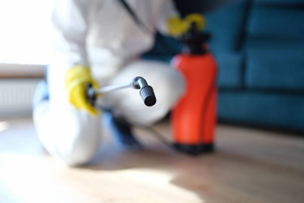 Reliable Bay City, MI Mold Removal Solutions