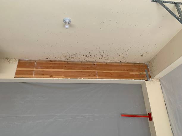 Best Airborne Mold Testing  in Bay City, MI
