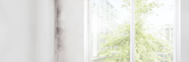 Best Mold-Related Health Consultation  in Bay City, MI